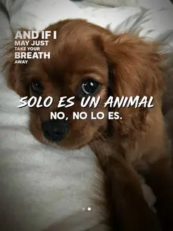 Solo es un animal