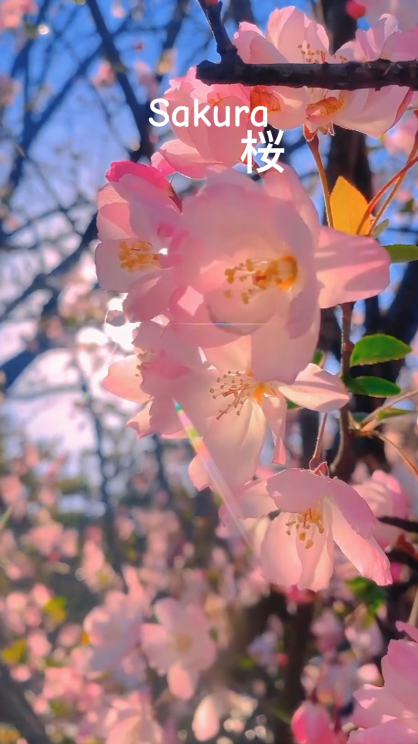 sakura 