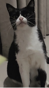 Sumasayaw kasama ang Pusa