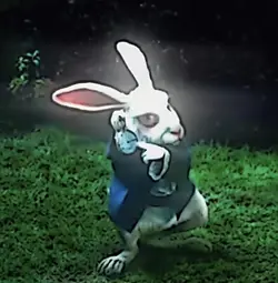 White clock rabbit