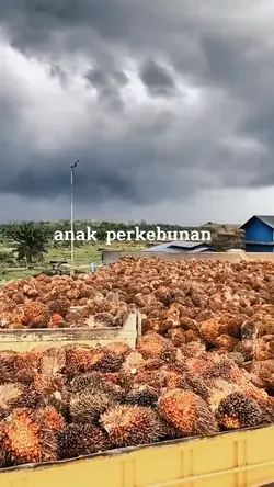 anak perkebunan
