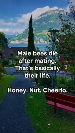 Male bees d!e
