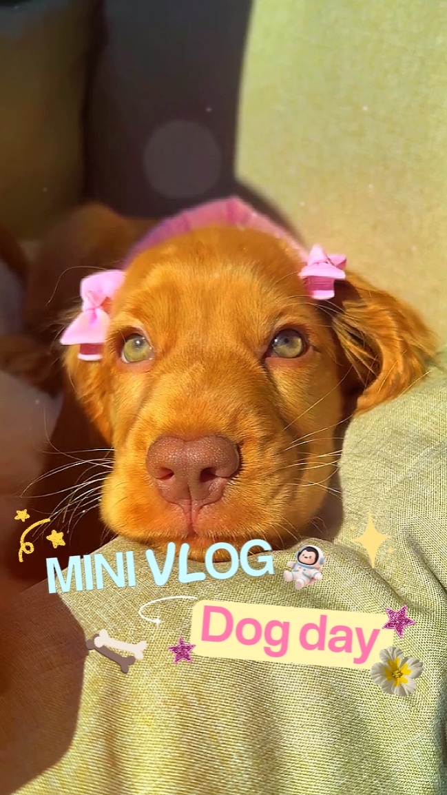Mini vlog[dogday]