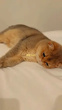 cat bestfriend