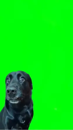 Perro meme