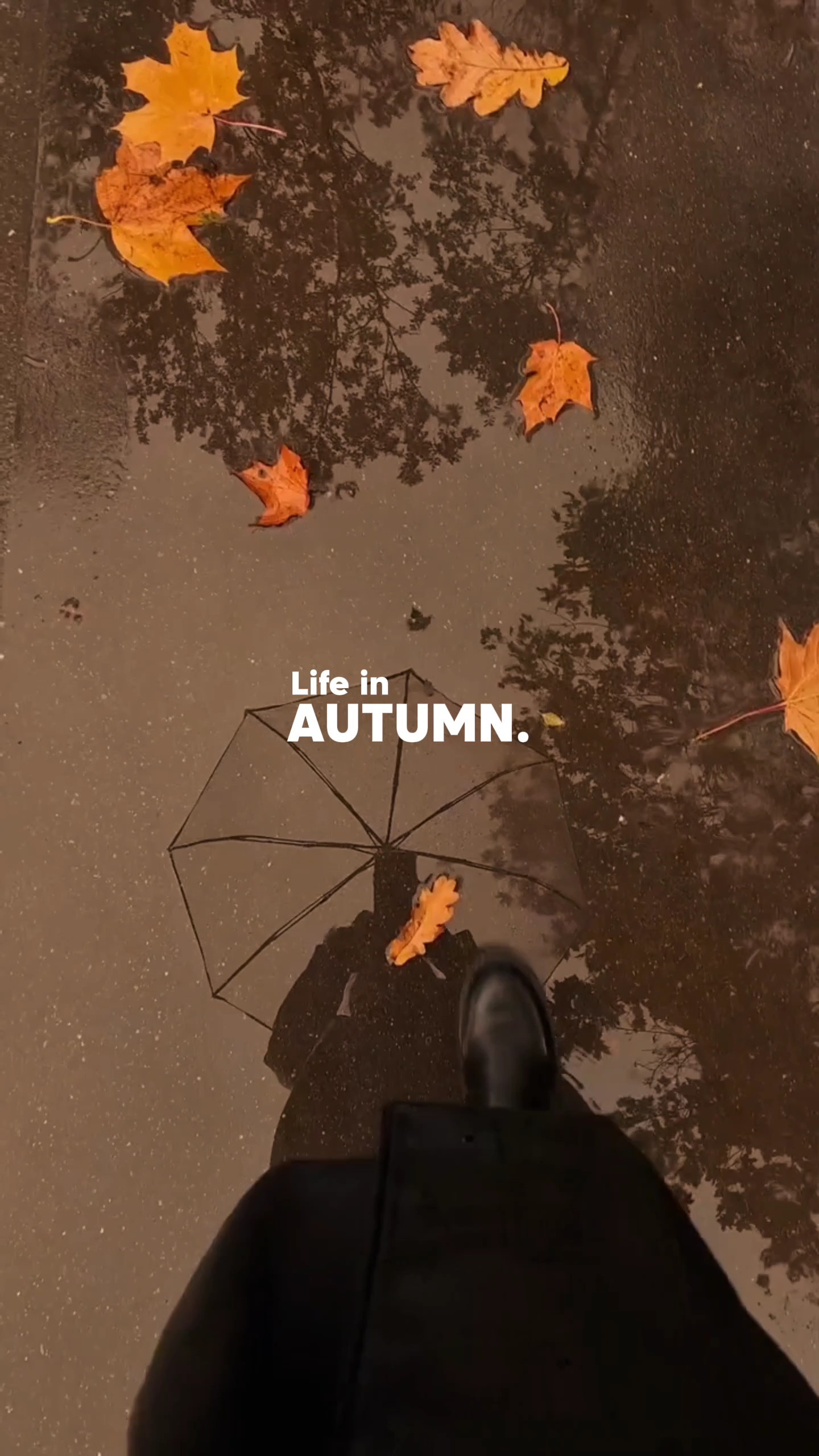 Life in autumn
