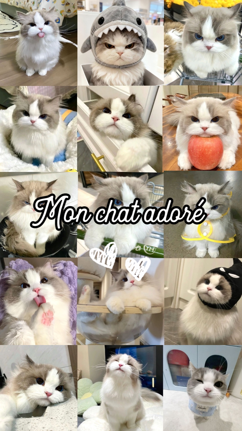Mon chat adoré 
