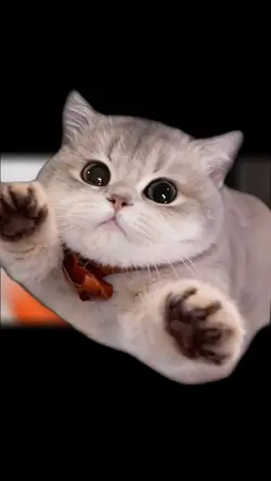 cat throw trend