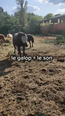 galop et le son