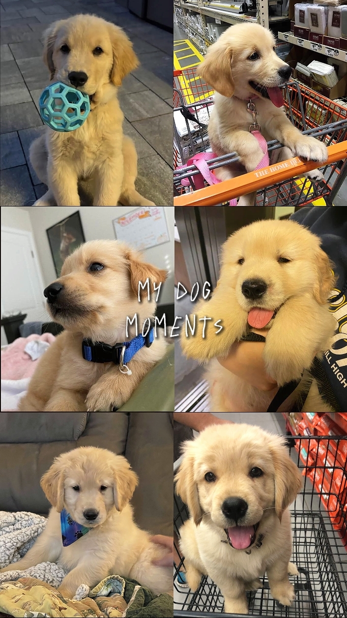 my dog moments