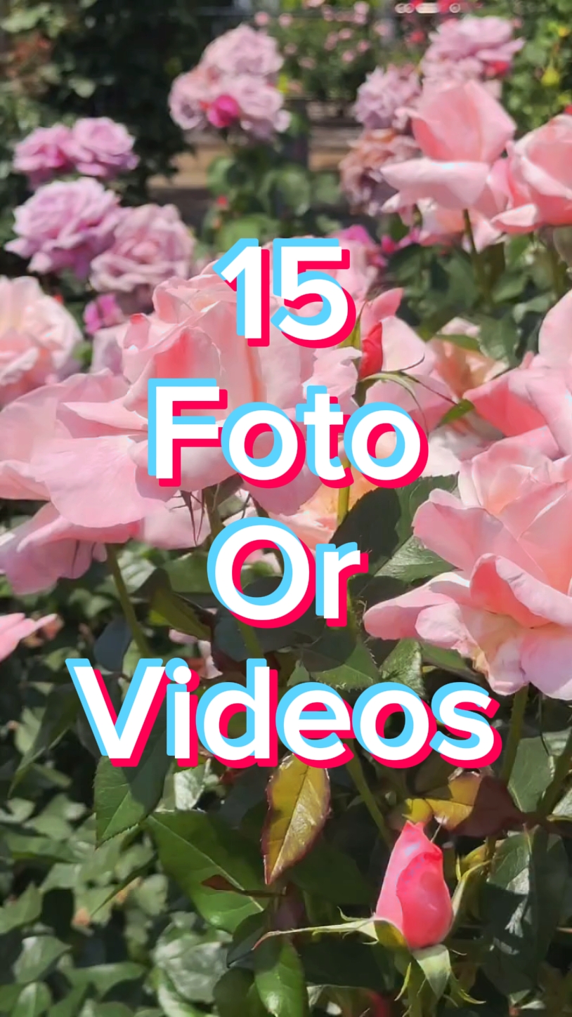 15 Diapositivas de fotos