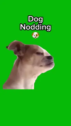 Dog Nodding
