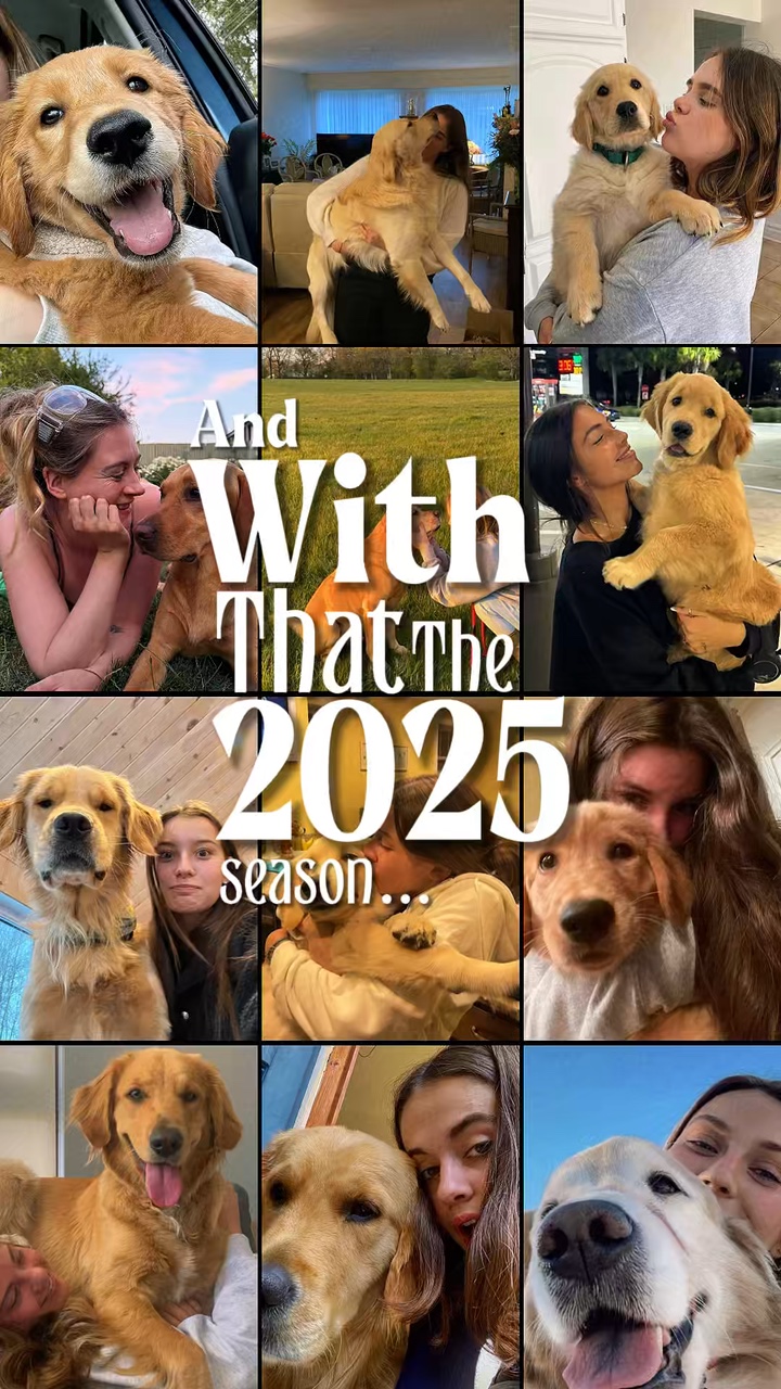 Recapitulação 2025 Cachorro