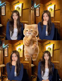 Teamplete kucing