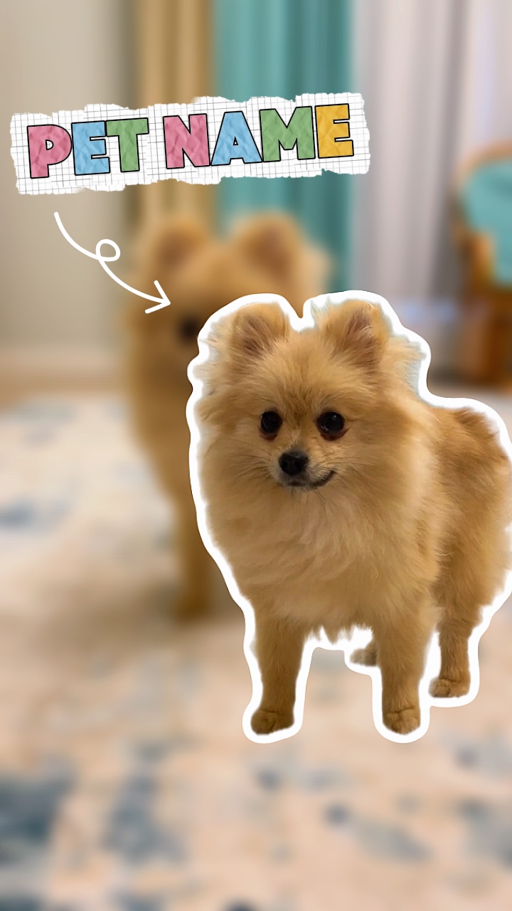 Introducción de mascotas
