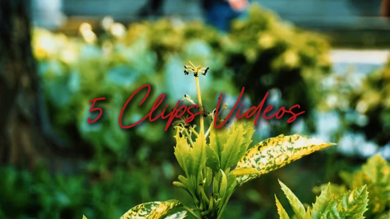 5 Clips Videos 