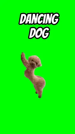 Dancing dog