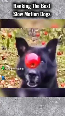 Slowmotion Dog