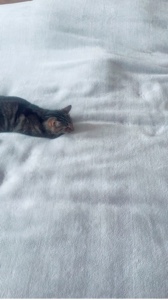 Adorable Gato 