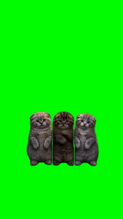 cat meme