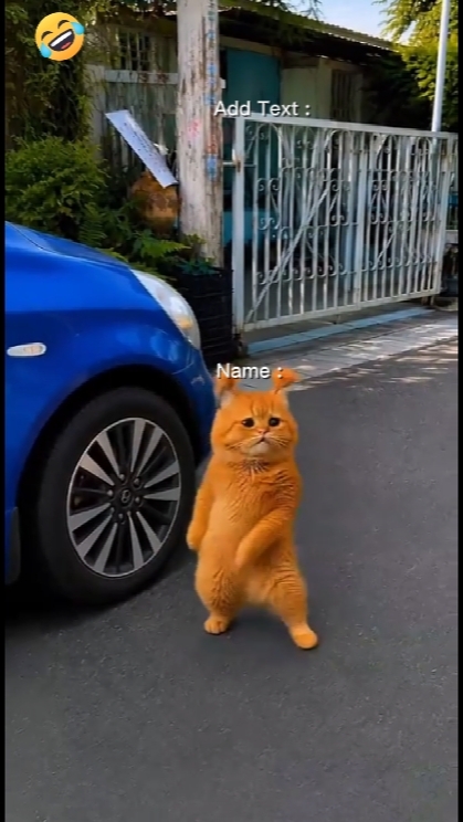 Naughty Cat 