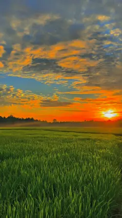 FILTER SENJA