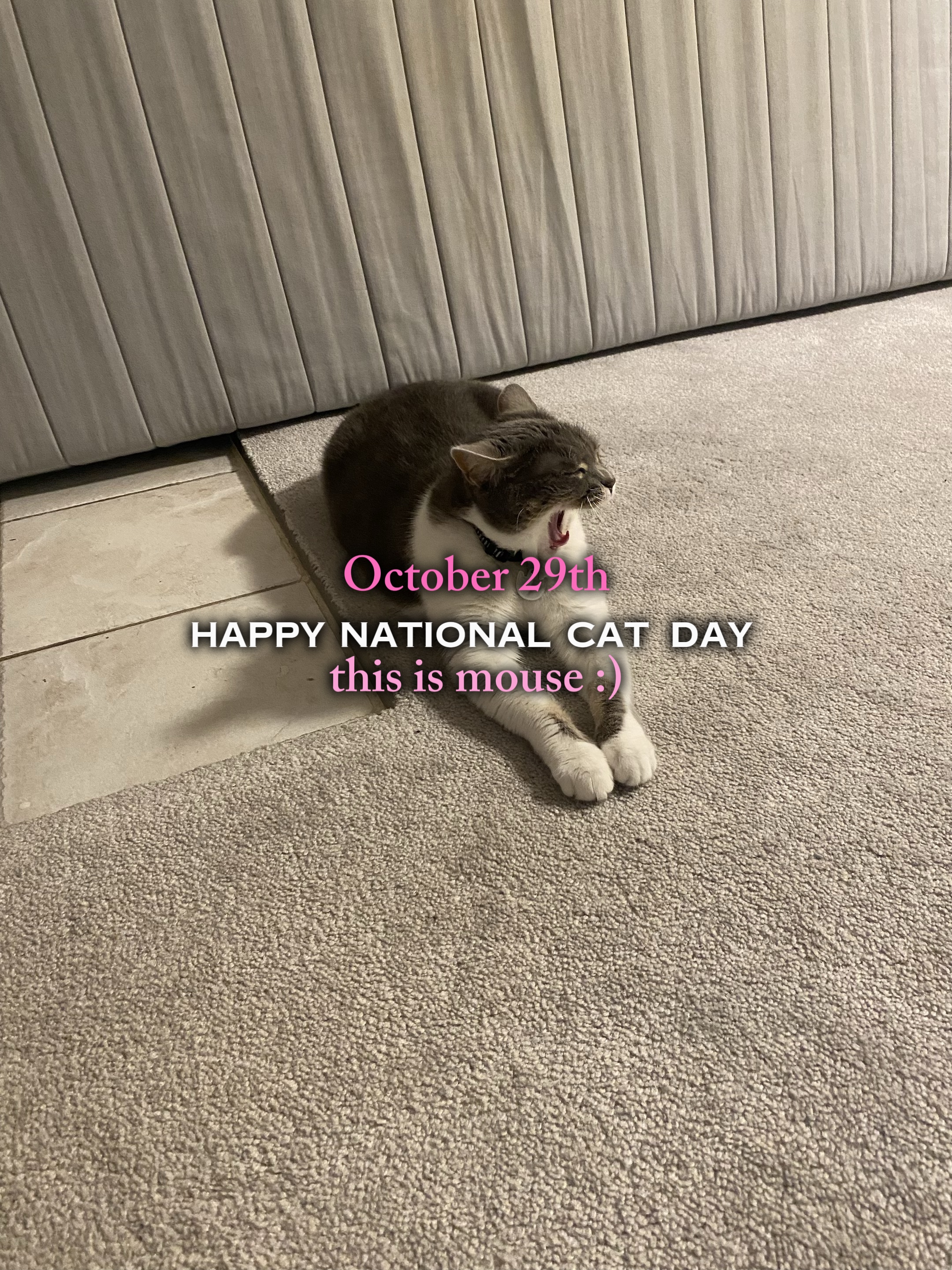 national cat day!!