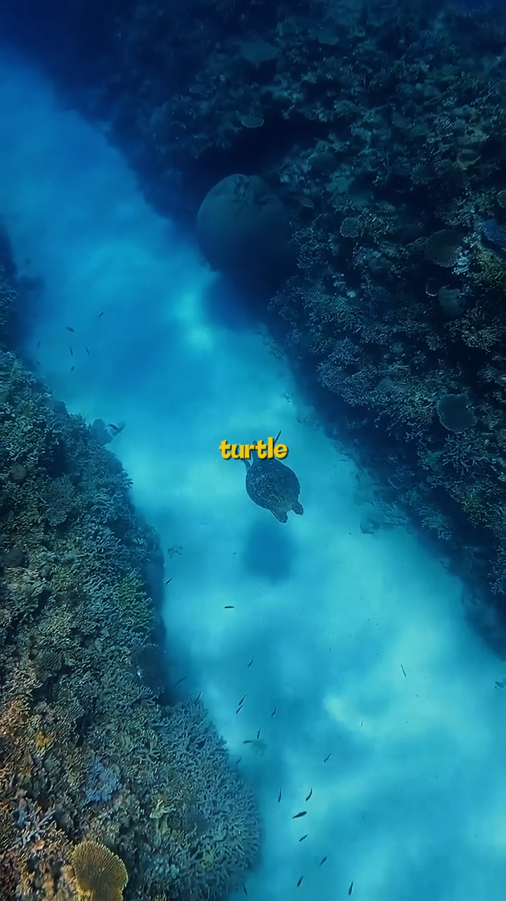 THÉORIE DES TORTUES 