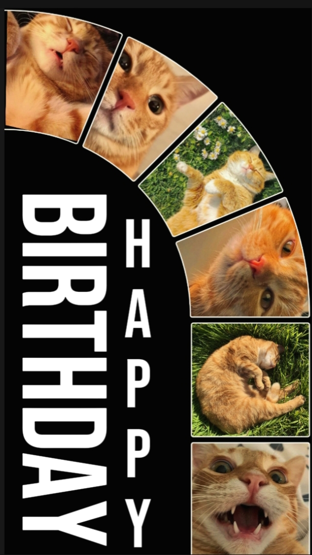 BIRTHDAY CAT