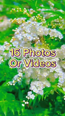 16 Video Slides