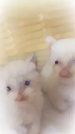 保護猫兄弟