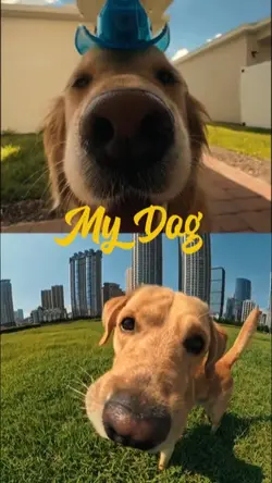 my dog 