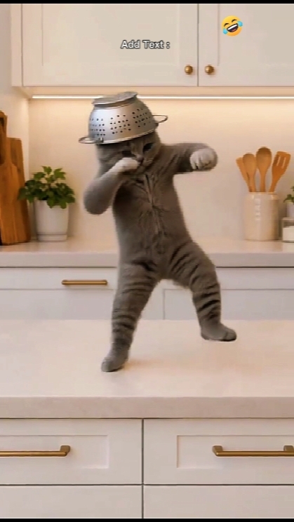 Tanzender Katzentrend