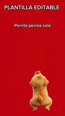 Perrita perrea sola