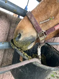 Dinosaur
