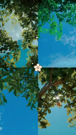 trees and clouds