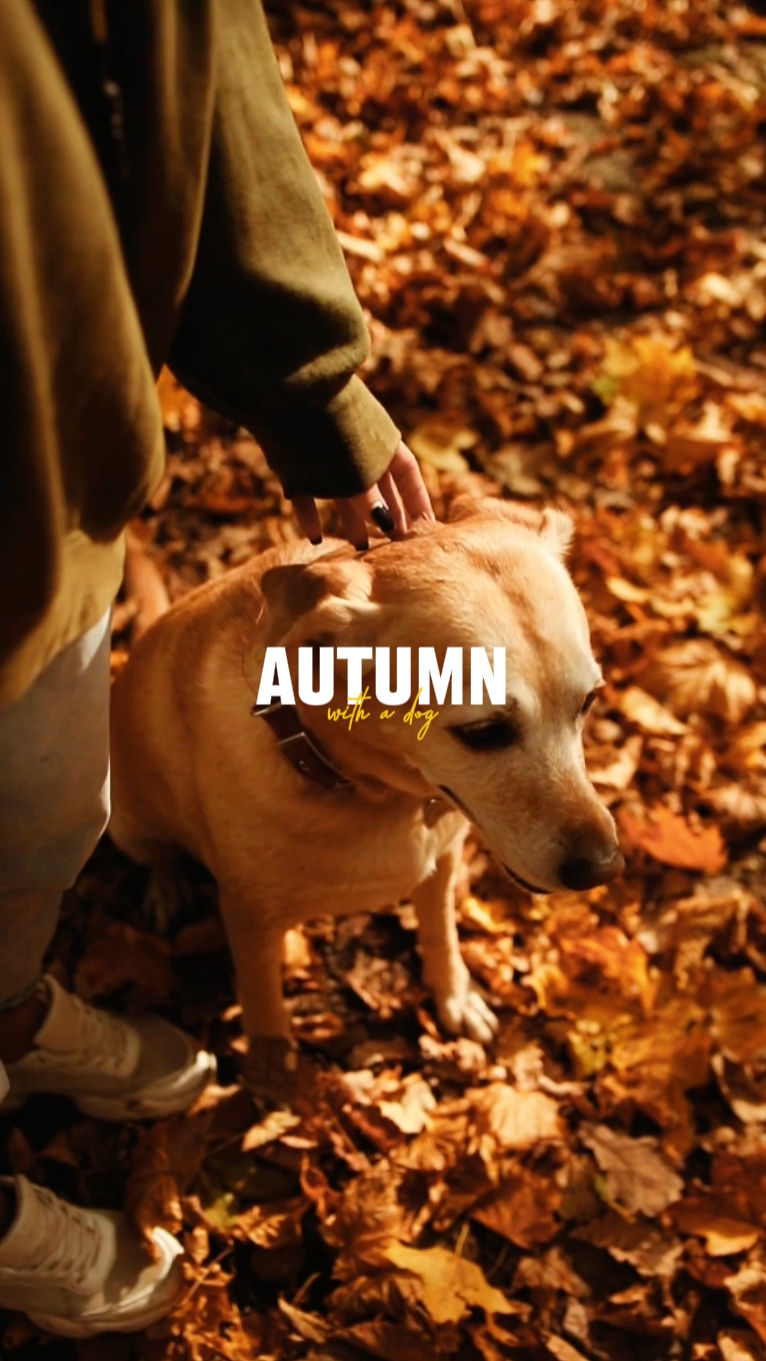 autumn with dog