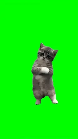 cats dance trend