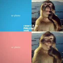 trend foto monyet