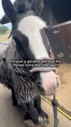Horses 