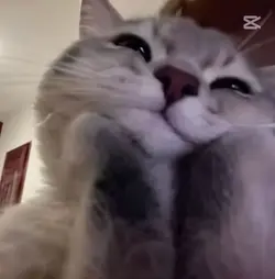miau miau trend