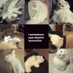 my cat with love