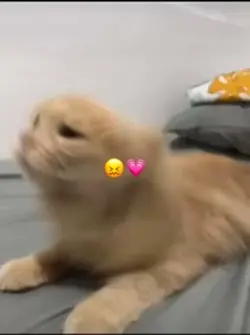  😵‍💫💗
