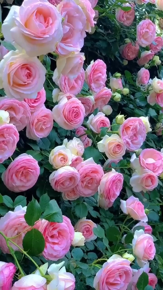 Amantes De Las Flores
