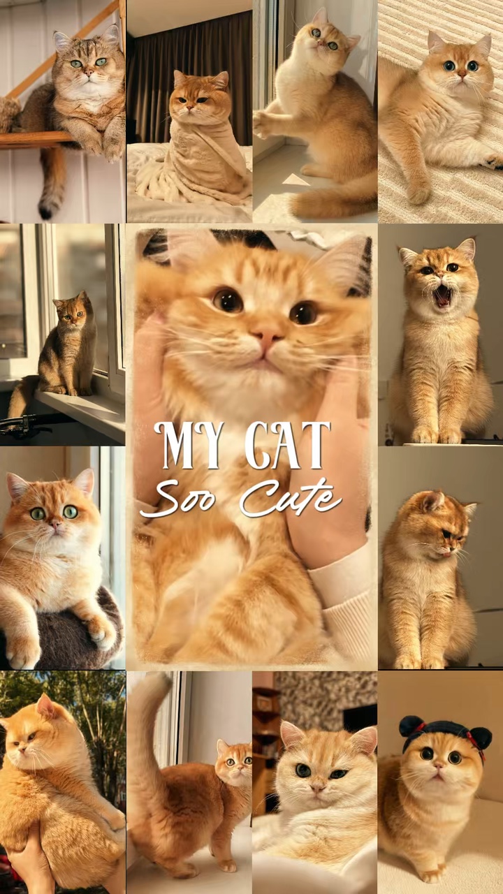 Mi Gato 