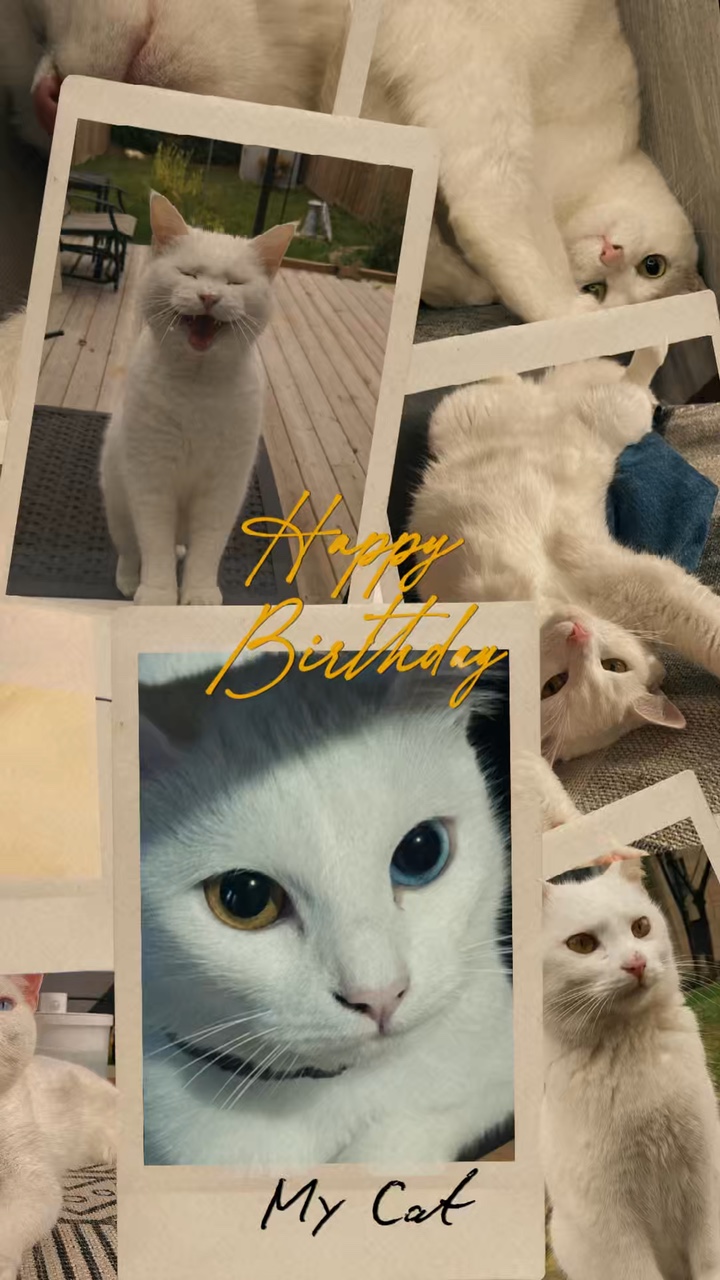 Birthday my cat 