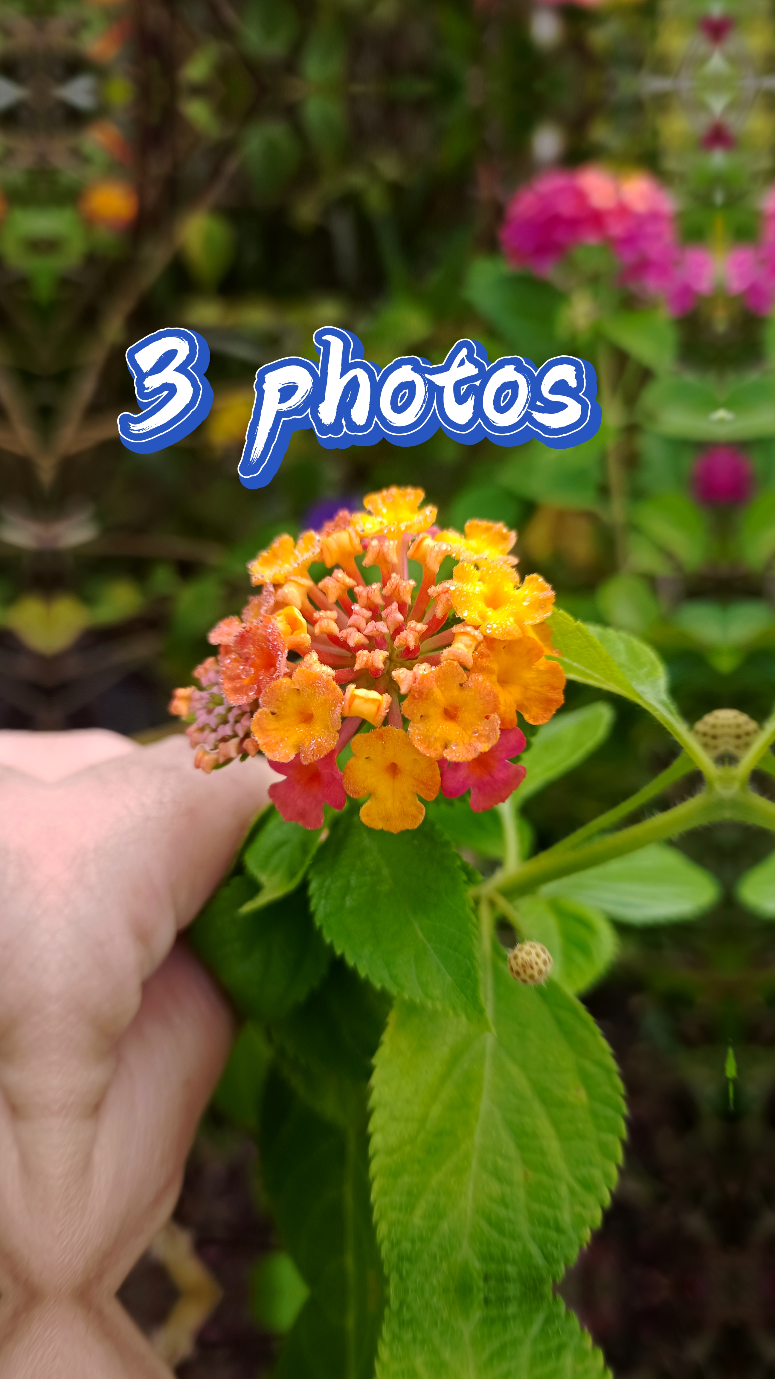 3 photos