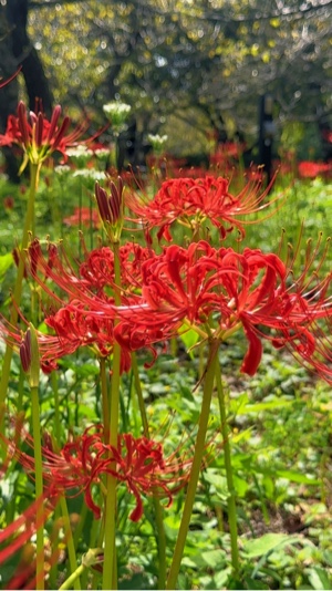 spider lilies