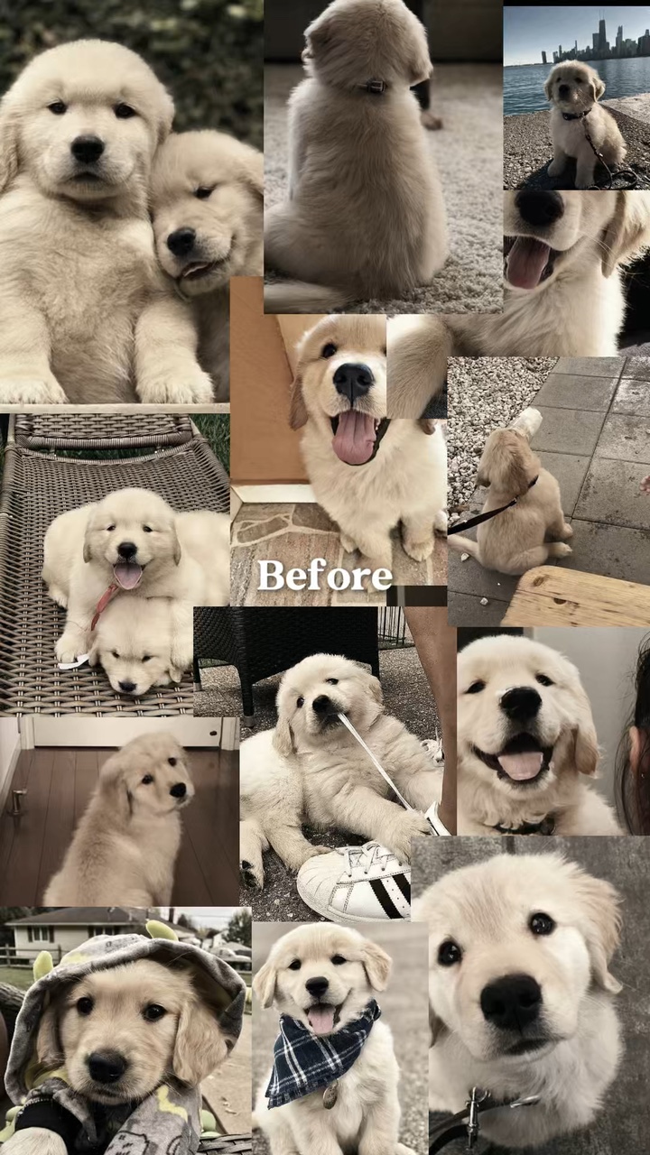 Anjing sebelum / sekarang