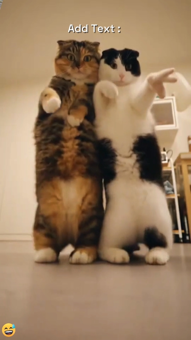 Dance Trend 